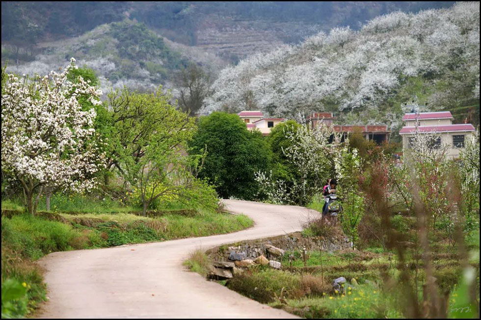 【春天,广西桂林灌阳县向您发出邀请!】我们在灌阳看梨花 - 游山玩水 - 图木舒克生活社区 - 图木舒克28生活网 tmsk.28life.com