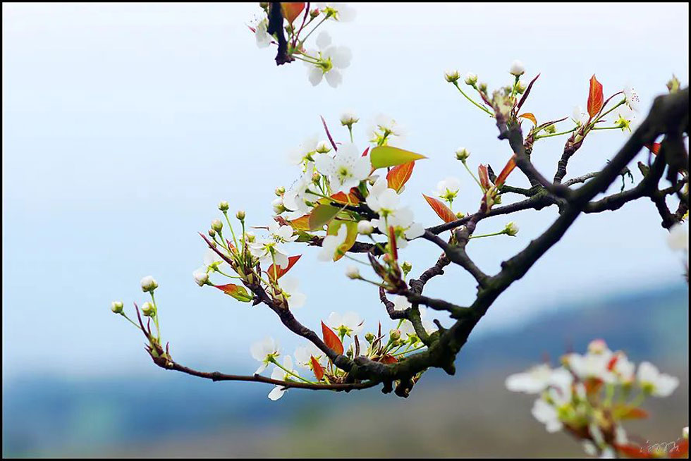 【春天,广西桂林灌阳县向您发出邀请!】我们在灌阳看梨花 - 游山玩水 - 图木舒克生活社区 - 图木舒克28生活网 tmsk.28life.com