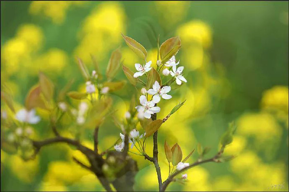 【春天,广西桂林灌阳县向您发出邀请!】我们在灌阳看梨花 - 游山玩水 - 图木舒克生活社区 - 图木舒克28生活网 tmsk.28life.com
