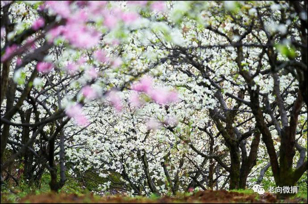 【春天,广西桂林灌阳县向您发出邀请!】我们在灌阳看梨花 - 游山玩水 - 图木舒克生活社区 - 图木舒克28生活网 tmsk.28life.com