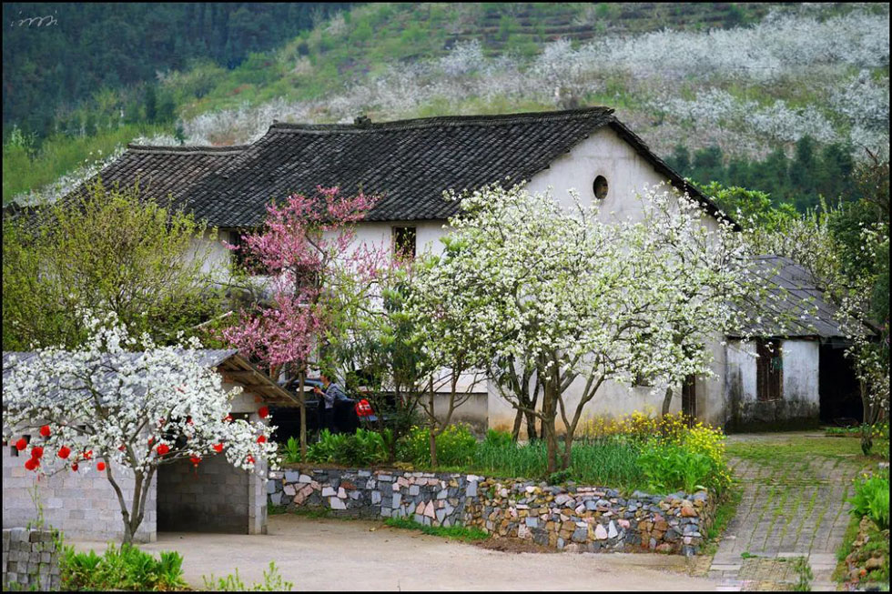 【春天,广西桂林灌阳县向您发出邀请!】我们在灌阳看梨花 - 游山玩水 - 图木舒克生活社区 - 图木舒克28生活网 tmsk.28life.com