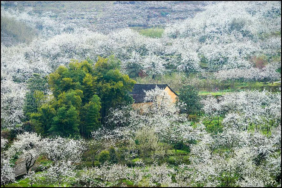 【春天,广西桂林灌阳县向您发出邀请!】我们在灌阳看梨花 - 游山玩水 - 图木舒克生活社区 - 图木舒克28生活网 tmsk.28life.com