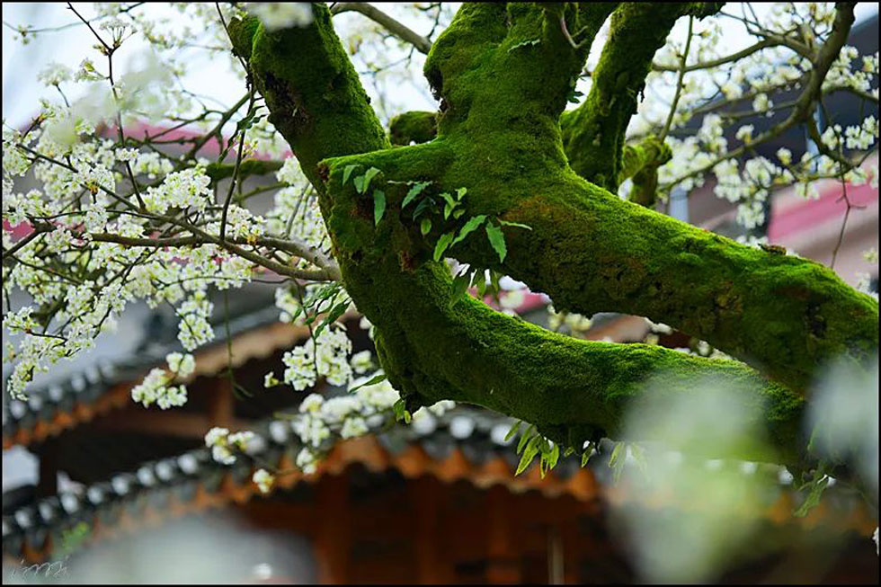 【春天,广西桂林灌阳县向您发出邀请!】我们在灌阳看梨花 - 游山玩水 - 图木舒克生活社区 - 图木舒克28生活网 tmsk.28life.com