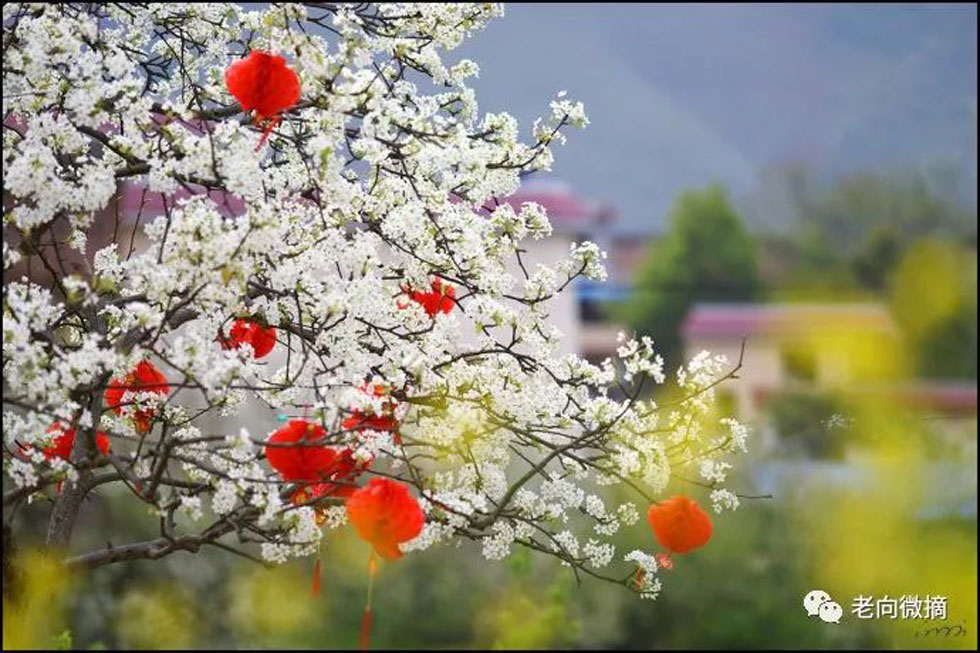 【春天,广西桂林灌阳县向您发出邀请!】我们在灌阳看梨花 - 游山玩水 - 图木舒克生活社区 - 图木舒克28生活网 tmsk.28life.com