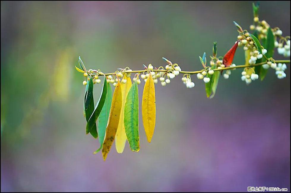 【春天，广西桂林灌阳县向您发出邀请！】米珠山前有片山苍子花在飘香 - 游山玩水 - 图木舒克生活社区 - 图木舒克28生活网 tmsk.28life.com