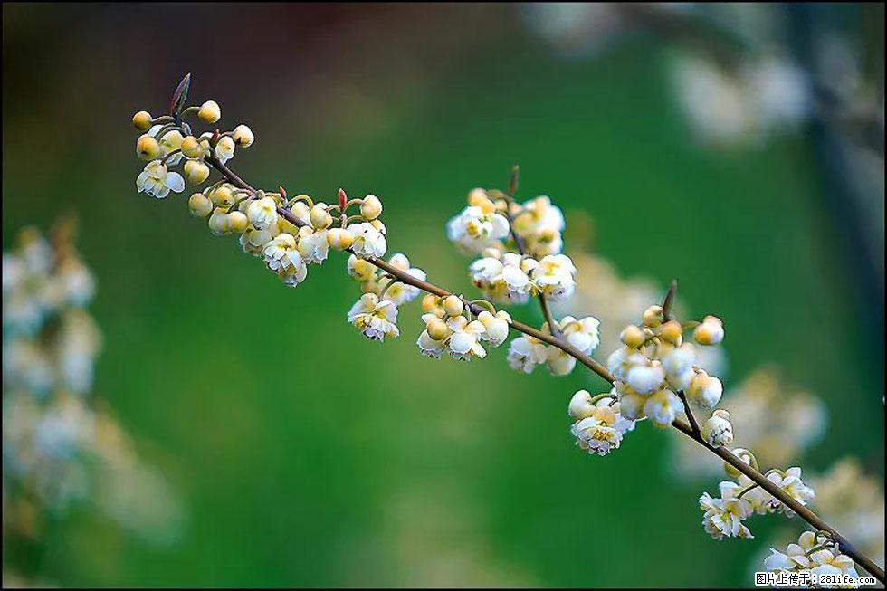 【春天，广西桂林灌阳县向您发出邀请！】米珠山前有片山苍子花在飘香 - 游山玩水 - 图木舒克生活社区 - 图木舒克28生活网 tmsk.28life.com