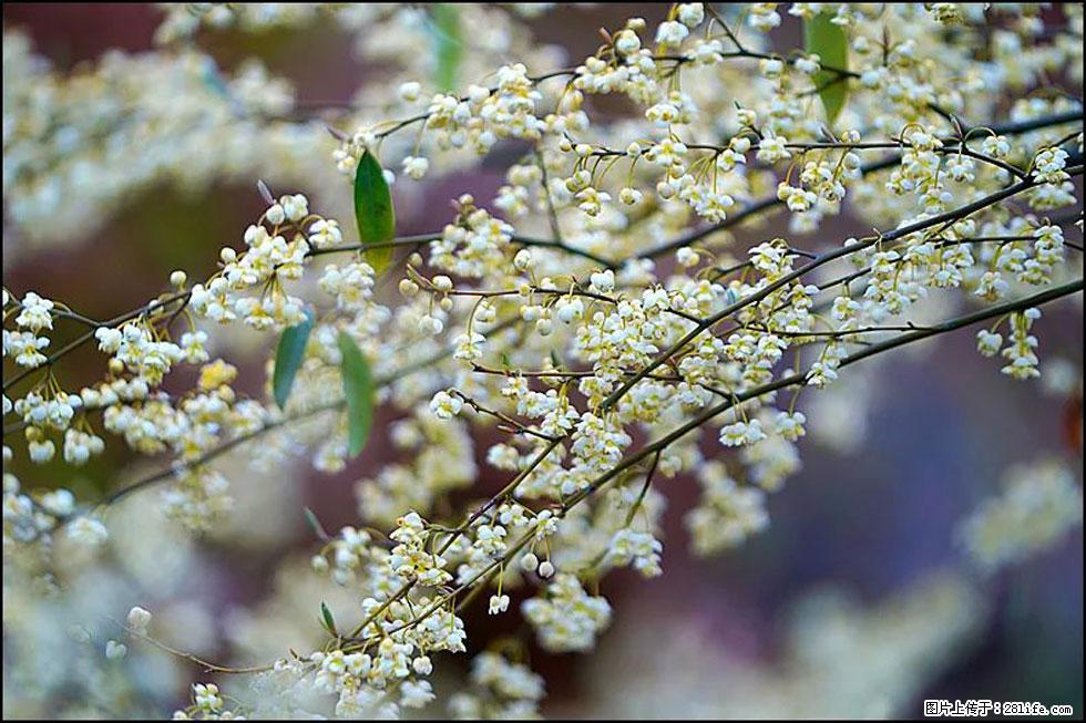 【春天，广西桂林灌阳县向您发出邀请！】米珠山前有片山苍子花在飘香 - 游山玩水 - 图木舒克生活社区 - 图木舒克28生活网 tmsk.28life.com
