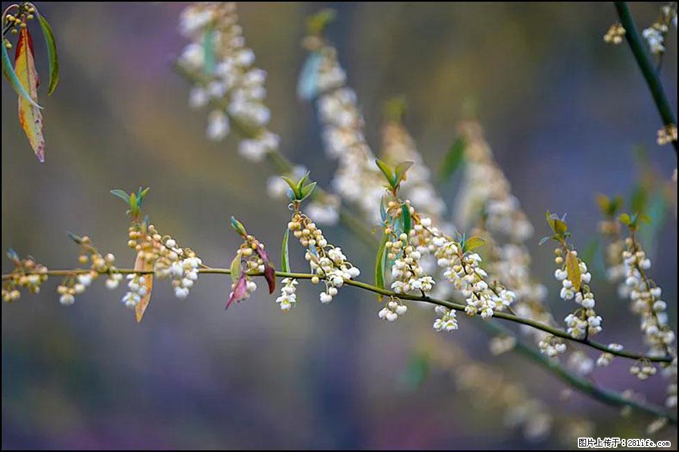 【春天，广西桂林灌阳县向您发出邀请！】米珠山前有片山苍子花在飘香 - 游山玩水 - 图木舒克生活社区 - 图木舒克28生活网 tmsk.28life.com