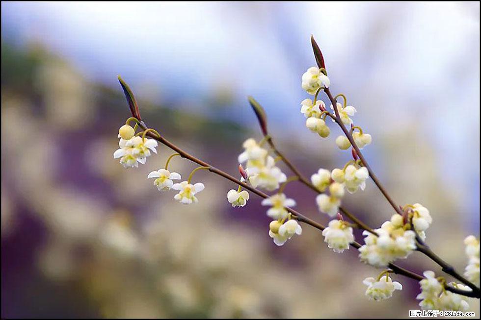 【春天，广西桂林灌阳县向您发出邀请！】米珠山前有片山苍子花在飘香 - 游山玩水 - 图木舒克生活社区 - 图木舒克28生活网 tmsk.28life.com