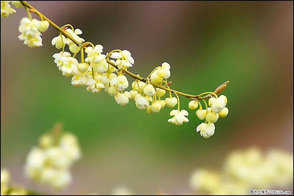 【春天，广西桂林灌阳县向您发出邀请！】米珠山前有片山苍子花在飘香 - 游山玩水 - 图木舒克生活社区 - 图木舒克28生活网 tmsk.28life.com