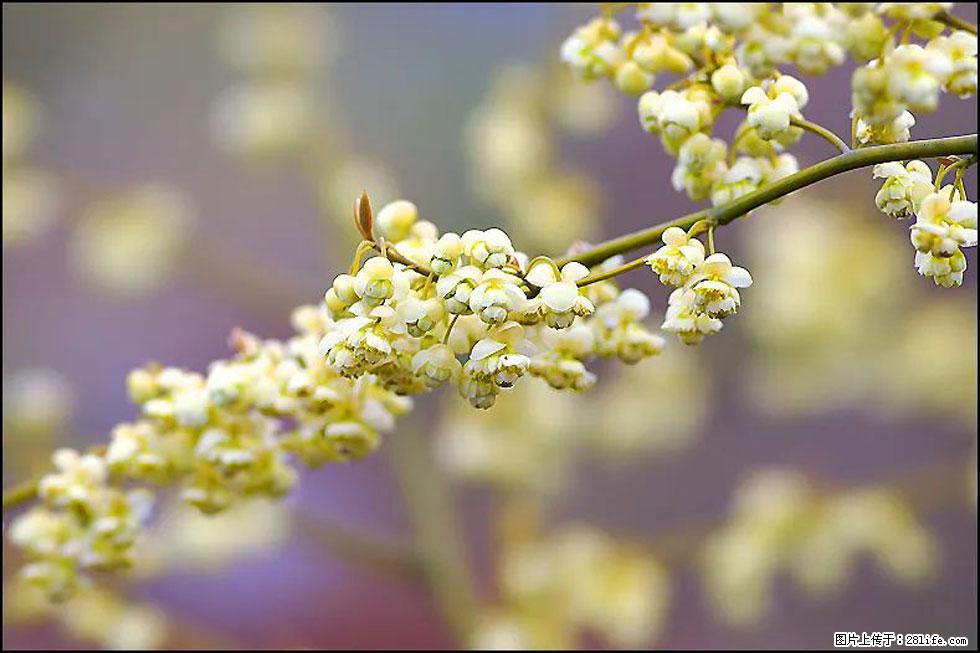 【春天，广西桂林灌阳县向您发出邀请！】米珠山前有片山苍子花在飘香 - 游山玩水 - 图木舒克生活社区 - 图木舒克28生活网 tmsk.28life.com