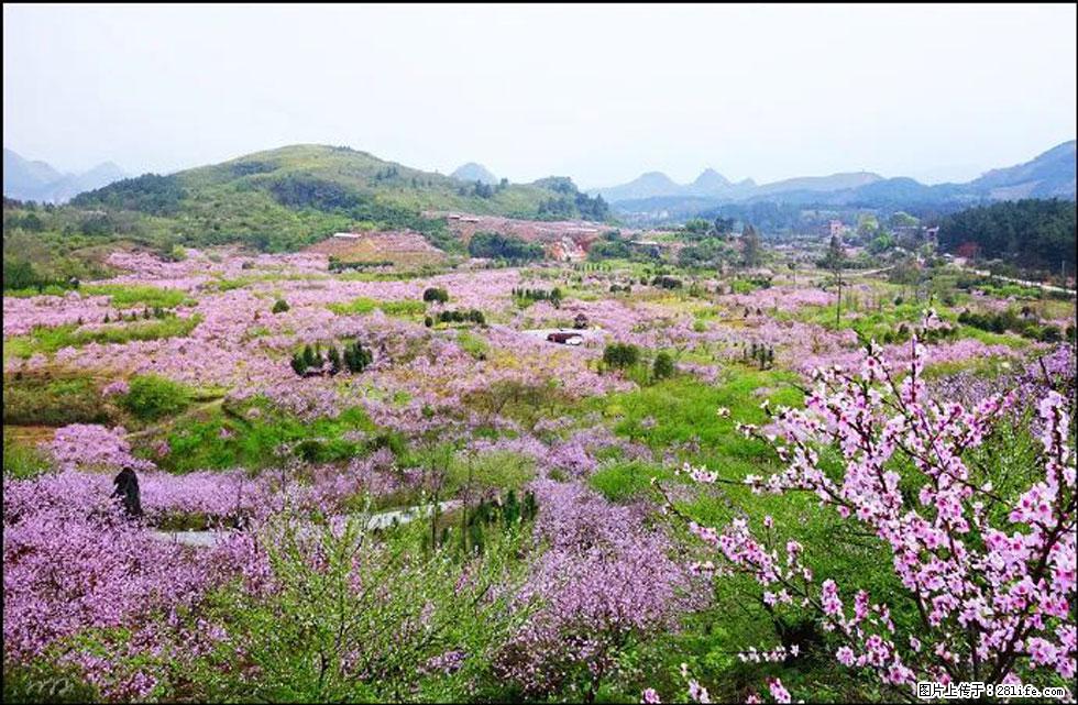 【春天，广西桂林灌阳县向您发出邀请！】官庄村有个醉美的桃花园 - 游山玩水 - 图木舒克生活社区 - 图木舒克28生活网 tmsk.28life.com