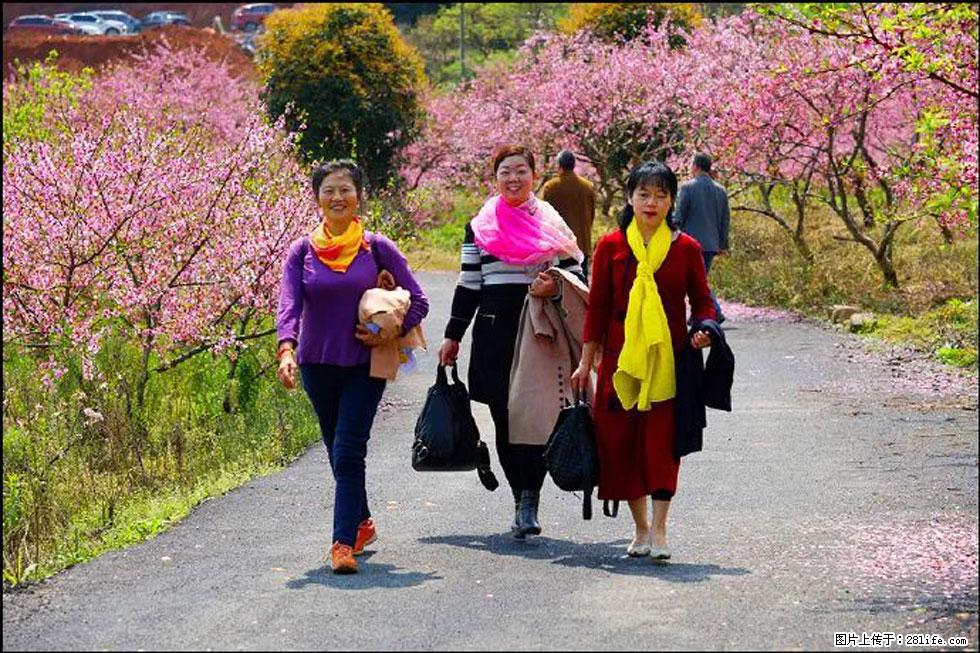 【春天，广西桂林灌阳县向您发出邀请！】官庄村有个醉美的桃花园 - 游山玩水 - 图木舒克生活社区 - 图木舒克28生活网 tmsk.28life.com