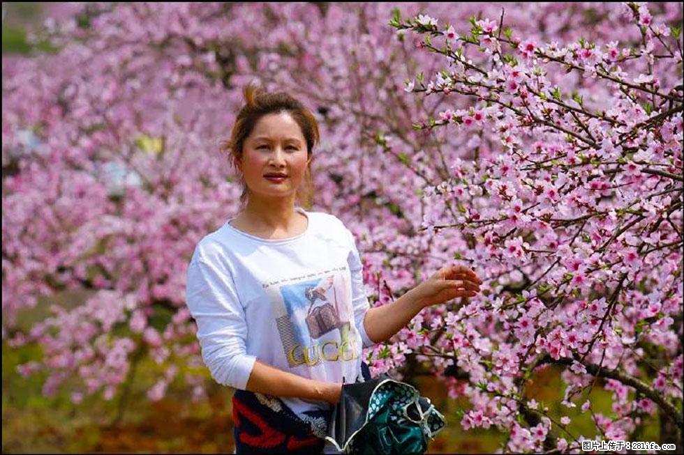【春天，广西桂林灌阳县向您发出邀请！】官庄村有个醉美的桃花园 - 游山玩水 - 图木舒克生活社区 - 图木舒克28生活网 tmsk.28life.com