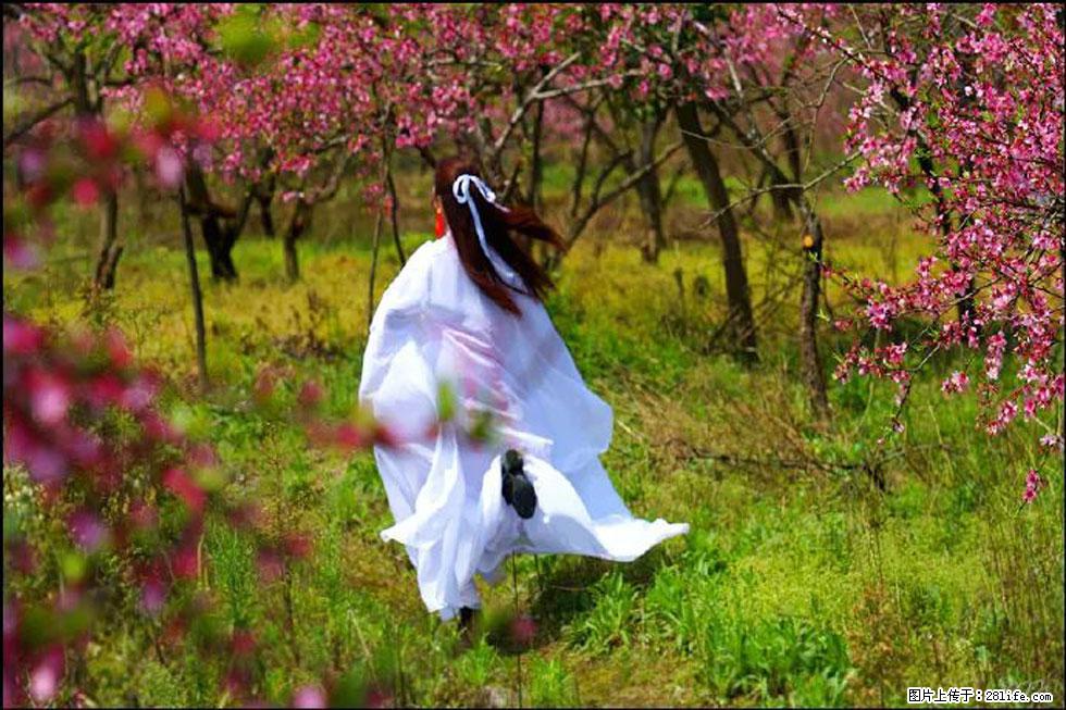 【春天，广西桂林灌阳县向您发出邀请！】官庄村有个醉美的桃花园 - 游山玩水 - 图木舒克生活社区 - 图木舒克28生活网 tmsk.28life.com