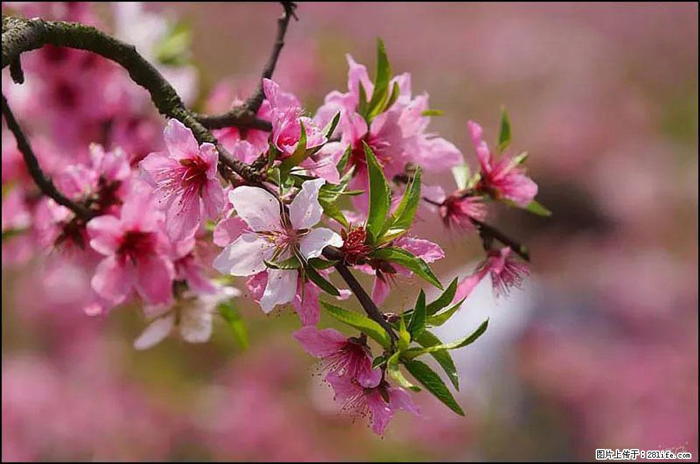 【春天，广西桂林灌阳县向您发出邀请！】官庄村有个醉美的桃花园 - 游山玩水 - 图木舒克生活社区 - 图木舒克28生活网 tmsk.28life.com