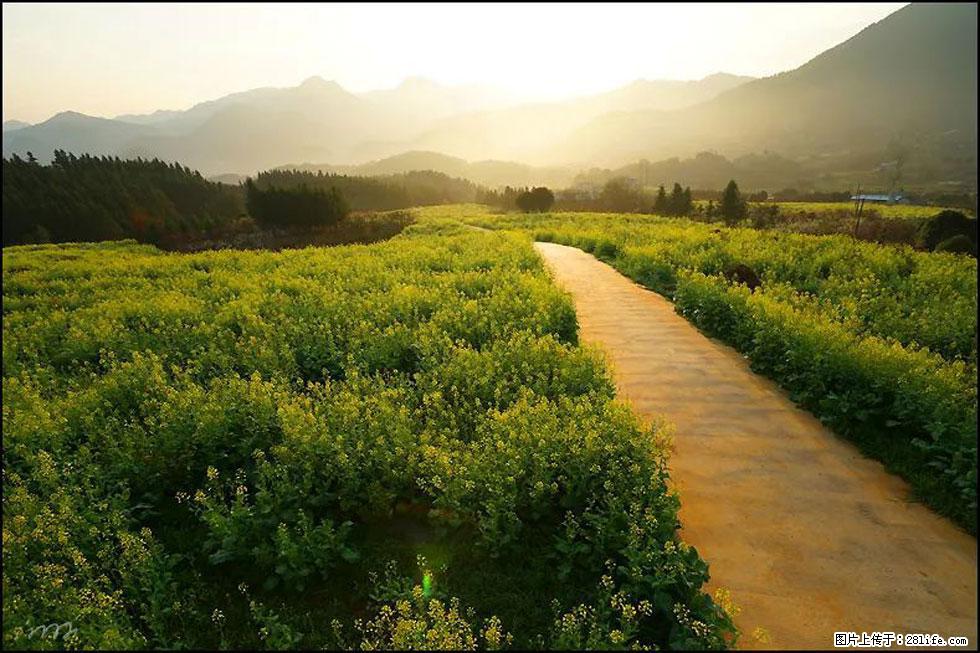 【春天,广西桂林灌阳县向您发出邀请!】长坪村油菜盛情花开 - 游山玩水 - 图木舒克生活社区 - 图木舒克28生活网 tmsk.28life.com