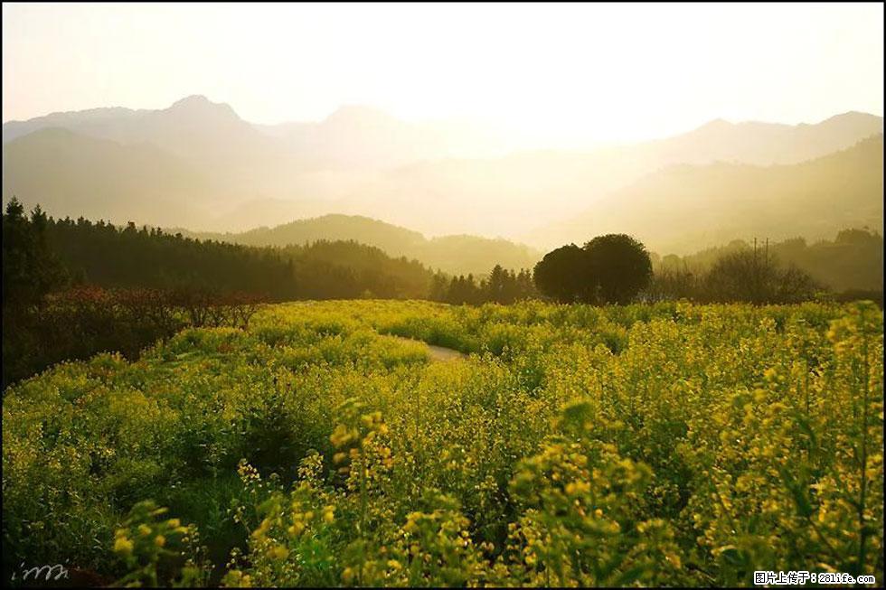 【春天,广西桂林灌阳县向您发出邀请!】长坪村油菜盛情花开 - 游山玩水 - 图木舒克生活社区 - 图木舒克28生活网 tmsk.28life.com