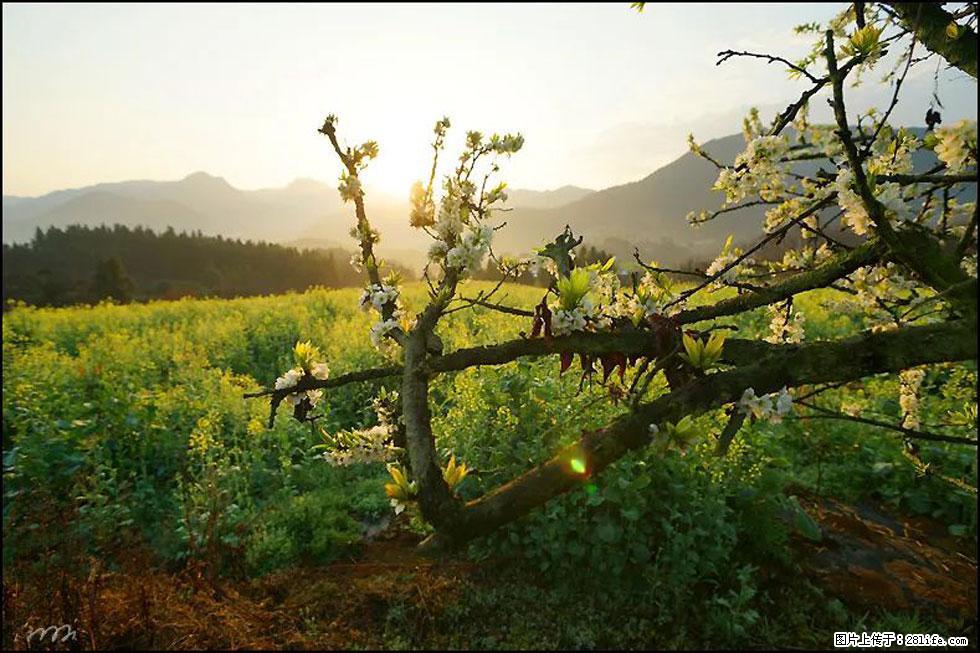 【春天,广西桂林灌阳县向您发出邀请!】长坪村油菜盛情花开 - 游山玩水 - 图木舒克生活社区 - 图木舒克28生活网 tmsk.28life.com