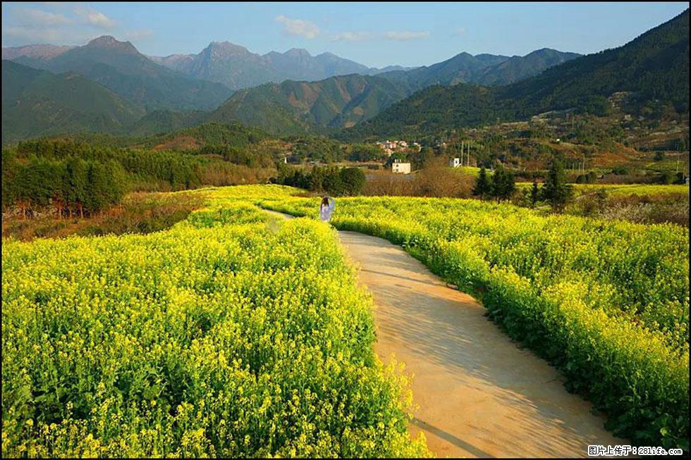 【春天,广西桂林灌阳县向您发出邀请!】长坪村油菜盛情花开 - 游山玩水 - 图木舒克生活社区 - 图木舒克28生活网 tmsk.28life.com