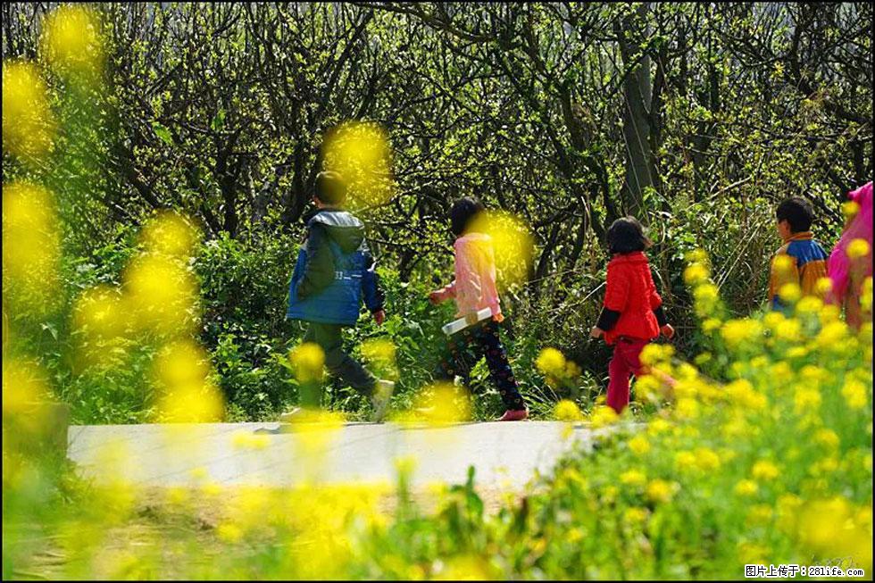 【春天,广西桂林灌阳县向您发出邀请!】长坪村油菜盛情花开 - 游山玩水 - 图木舒克生活社区 - 图木舒克28生活网 tmsk.28life.com