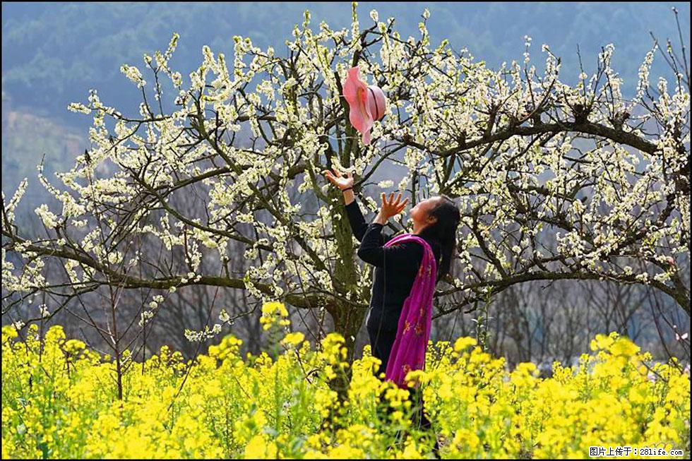 【春天,广西桂林灌阳县向您发出邀请!】长坪村油菜盛情花开 - 游山玩水 - 图木舒克生活社区 - 图木舒克28生活网 tmsk.28life.com