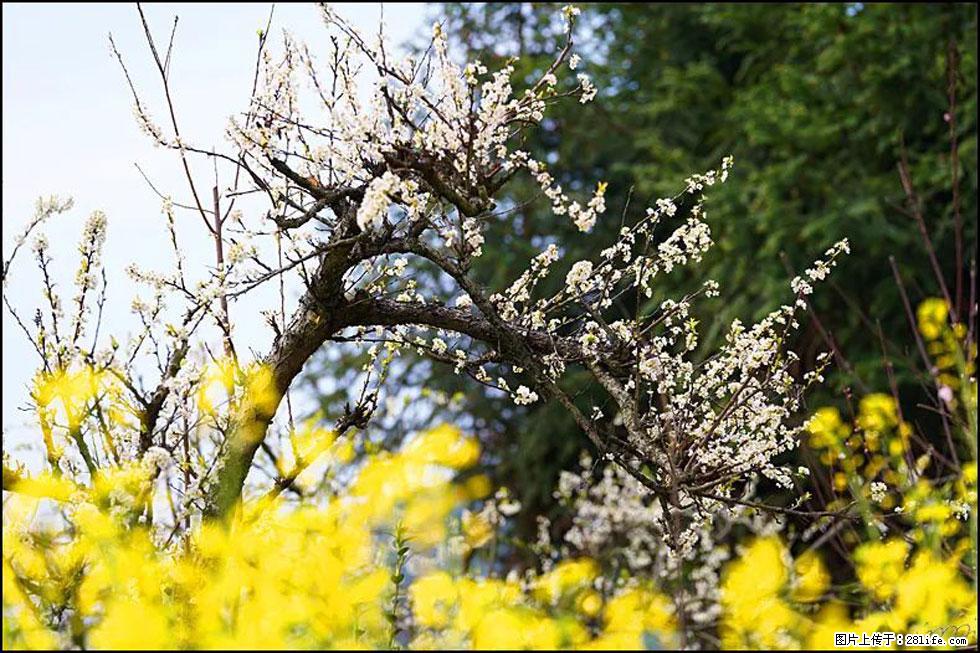 【春天,广西桂林灌阳县向您发出邀请!】长坪村油菜盛情花开 - 游山玩水 - 图木舒克生活社区 - 图木舒克28生活网 tmsk.28life.com