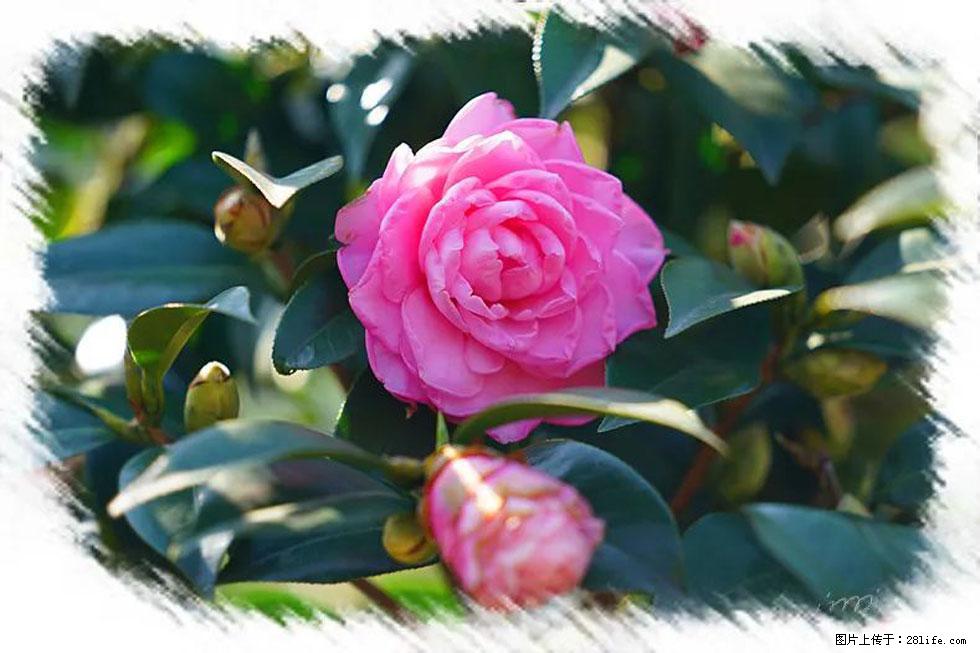 【春天,广西桂林灌阳县向您发出邀请!】杨柳井茶花惹人爱 - 游山玩水 - 图木舒克生活社区 - 图木舒克28生活网 tmsk.28life.com