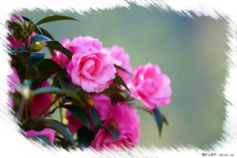 【春天,广西桂林灌阳县向您发出邀请!】杨柳井茶花惹人爱 - 游山玩水 - 图木舒克生活社区 - 图木舒克28生活网 tmsk.28life.com