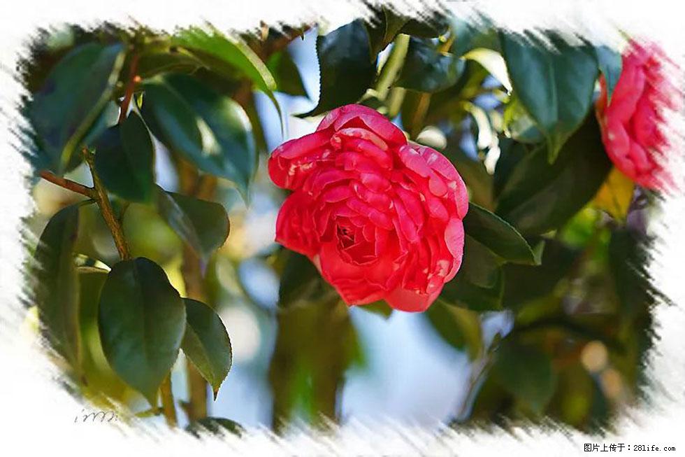 【春天,广西桂林灌阳县向您发出邀请!】杨柳井茶花惹人爱 - 游山玩水 - 图木舒克生活社区 - 图木舒克28生活网 tmsk.28life.com