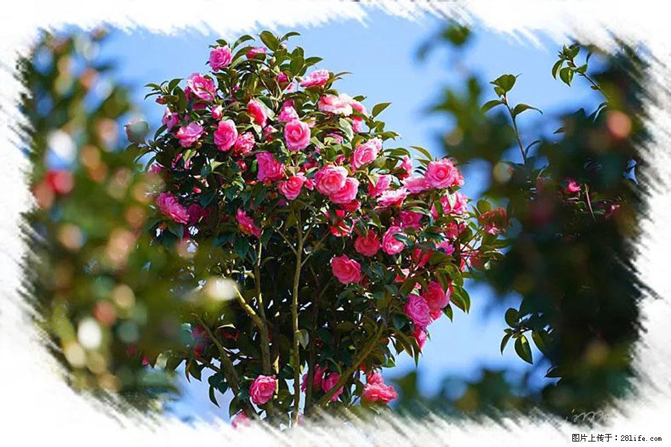 【春天,广西桂林灌阳县向您发出邀请!】杨柳井茶花惹人爱 - 游山玩水 - 图木舒克生活社区 - 图木舒克28生活网 tmsk.28life.com