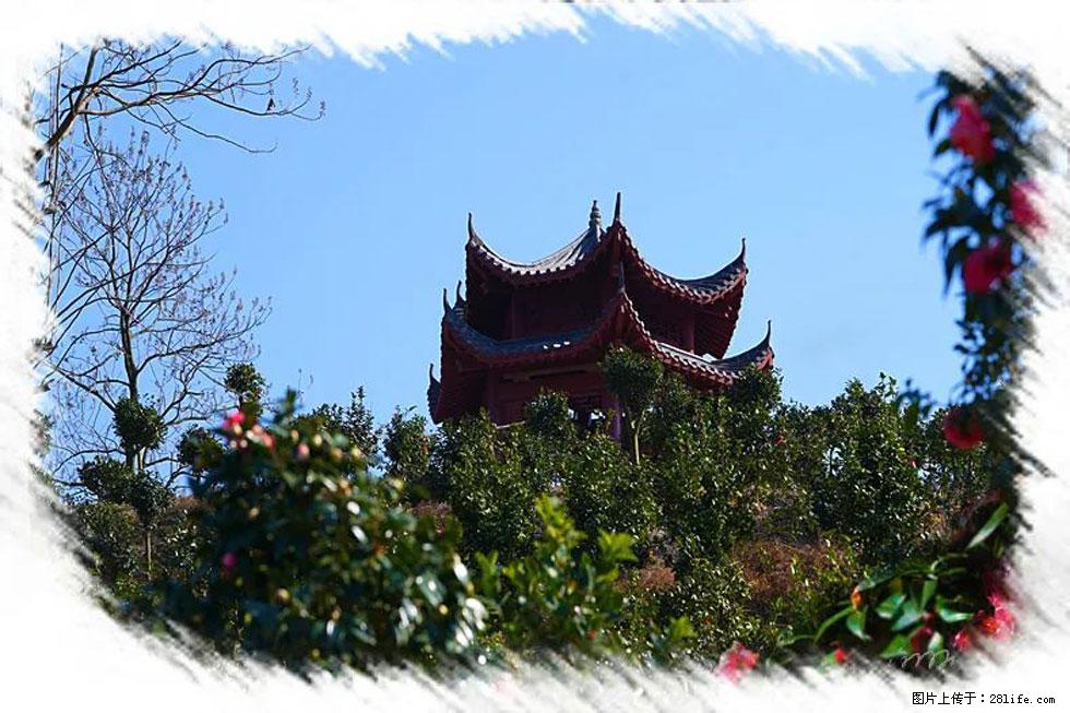 【春天,广西桂林灌阳县向您发出邀请!】杨柳井茶花惹人爱 - 游山玩水 - 图木舒克生活社区 - 图木舒克28生活网 tmsk.28life.com