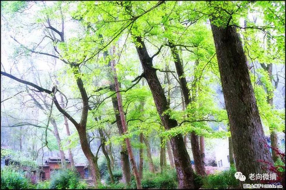 【春天,广西桂林灌阳县向您发出邀请!】在小龙村与春天约会 - 游山玩水 - 图木舒克生活社区 - 图木舒克28生活网 tmsk.28life.com