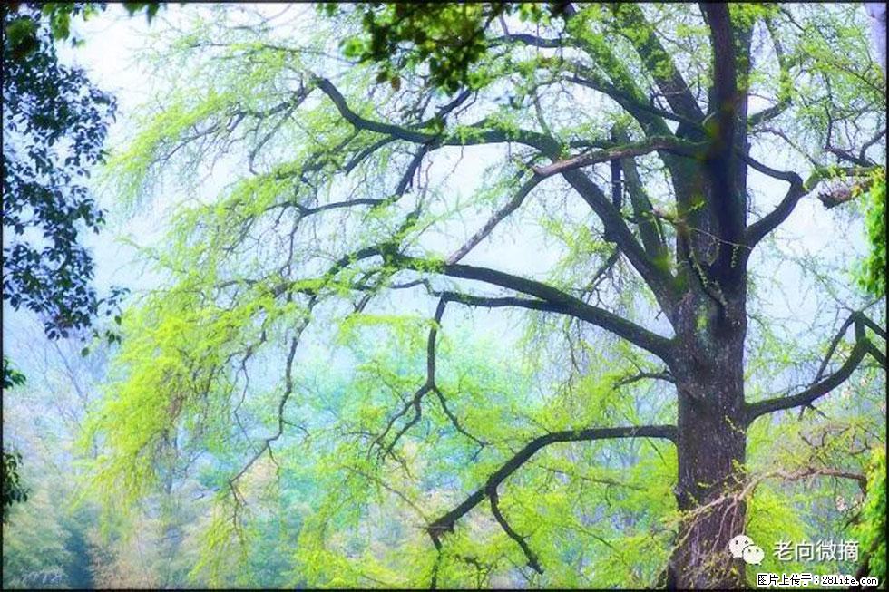 【春天,广西桂林灌阳县向您发出邀请!】在小龙村与春天约会 - 游山玩水 - 图木舒克生活社区 - 图木舒克28生活网 tmsk.28life.com