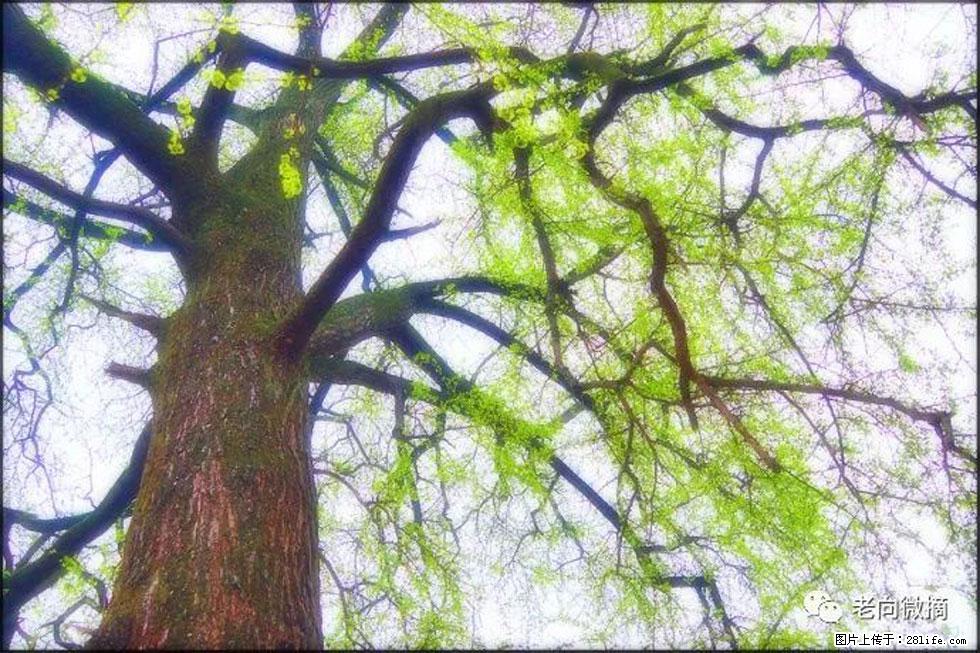 【春天,广西桂林灌阳县向您发出邀请!】在小龙村与春天约会 - 游山玩水 - 图木舒克生活社区 - 图木舒克28生活网 tmsk.28life.com