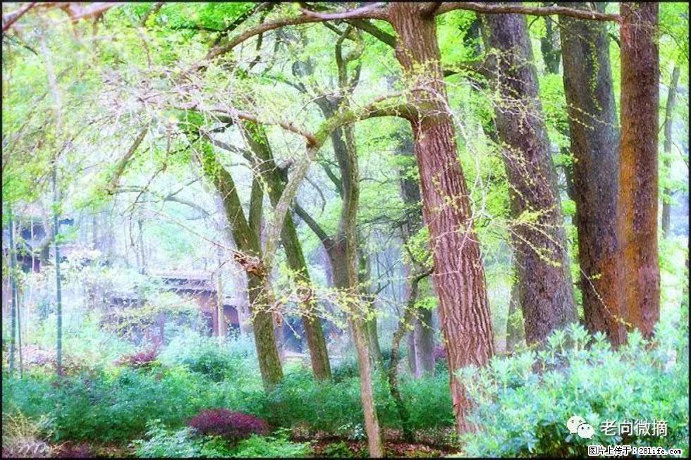 【春天,广西桂林灌阳县向您发出邀请!】在小龙村与春天约会 - 游山玩水 - 图木舒克生活社区 - 图木舒克28生活网 tmsk.28life.com