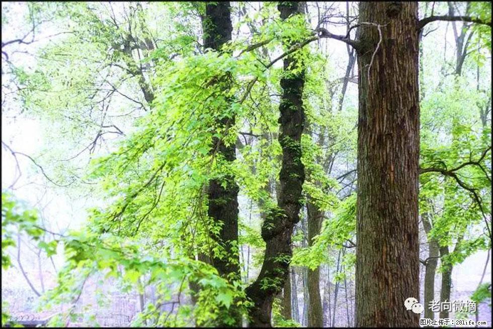 【春天,广西桂林灌阳县向您发出邀请!】在小龙村与春天约会 - 游山玩水 - 图木舒克生活社区 - 图木舒克28生活网 tmsk.28life.com