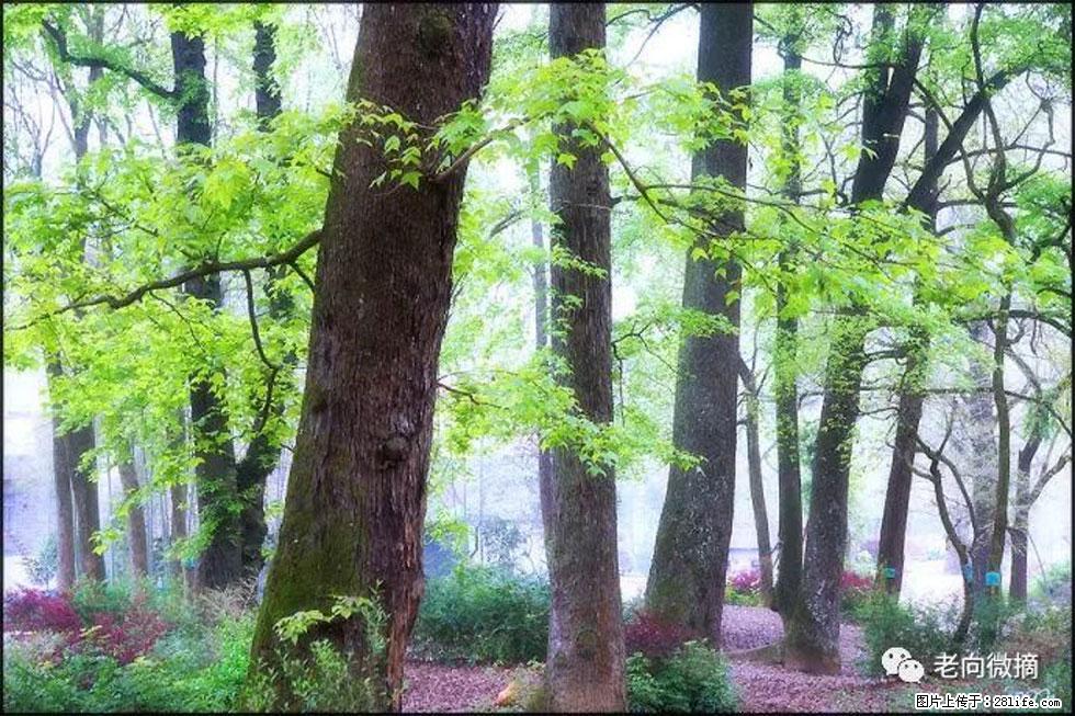 【春天,广西桂林灌阳县向您发出邀请!】在小龙村与春天约会 - 游山玩水 - 图木舒克生活社区 - 图木舒克28生活网 tmsk.28life.com