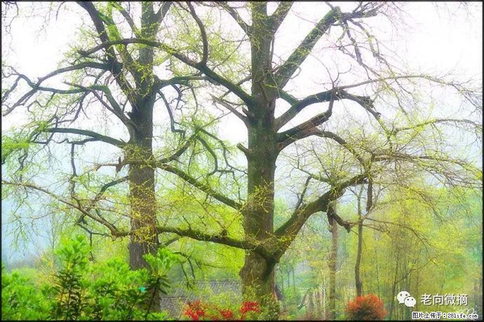 【春天,广西桂林灌阳县向您发出邀请!】在小龙村与春天约会 - 游山玩水 - 图木舒克生活社区 - 图木舒克28生活网 tmsk.28life.com