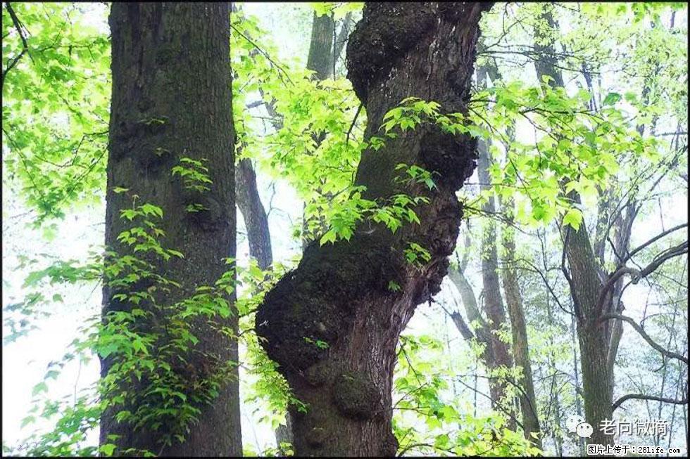 【春天,广西桂林灌阳县向您发出邀请!】在小龙村与春天约会 - 游山玩水 - 图木舒克生活社区 - 图木舒克28生活网 tmsk.28life.com