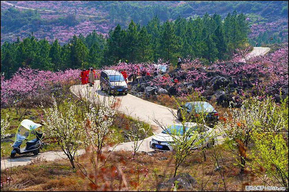 【春天,广西桂林灌阳县向您发出邀请!】望月岭上桃花开 - 游山玩水 - 图木舒克生活社区 - 图木舒克28生活网 tmsk.28life.com