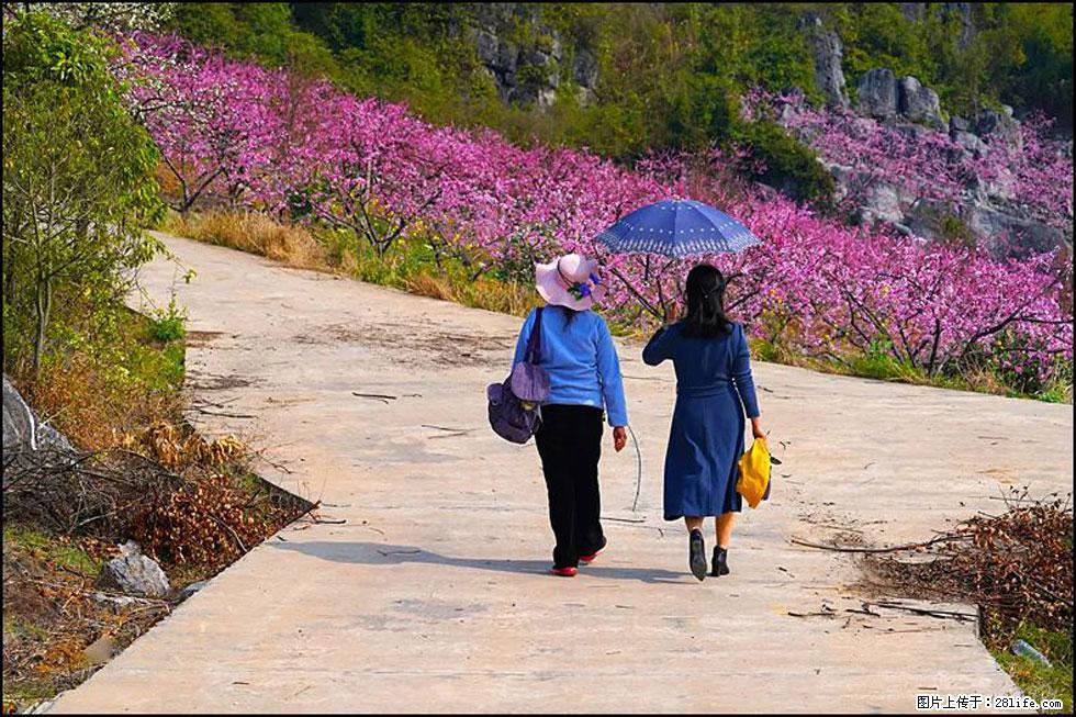 【春天,广西桂林灌阳县向您发出邀请!】望月岭上桃花开 - 游山玩水 - 图木舒克生活社区 - 图木舒克28生活网 tmsk.28life.com