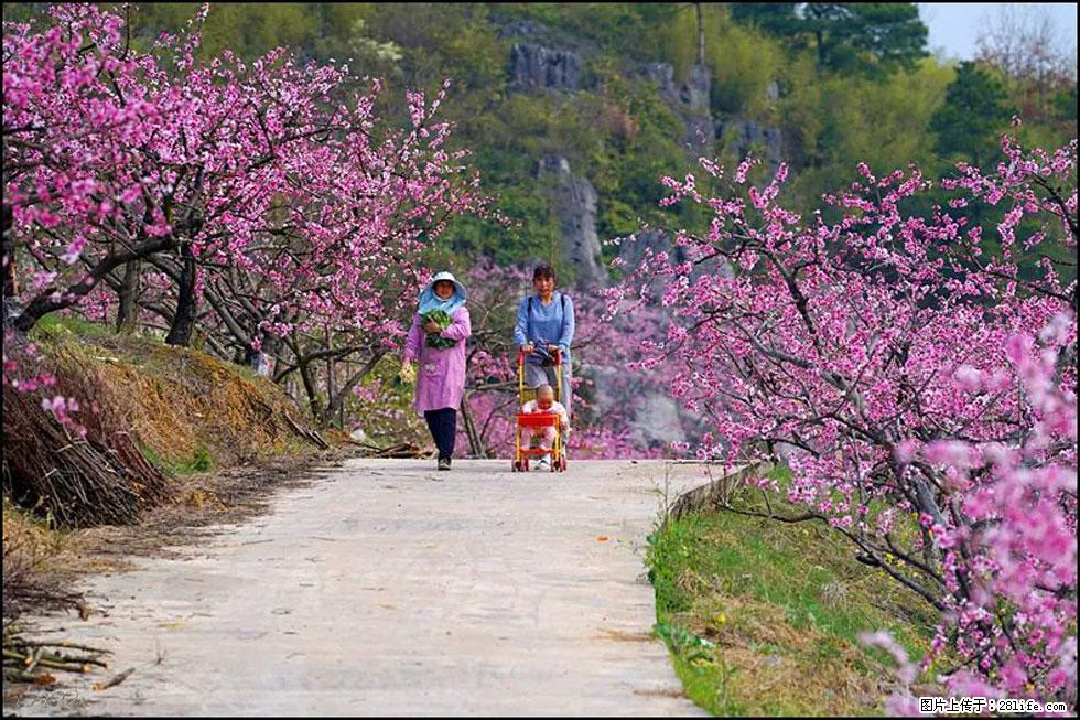 【春天,广西桂林灌阳县向您发出邀请!】望月岭上桃花开 - 游山玩水 - 图木舒克生活社区 - 图木舒克28生活网 tmsk.28life.com