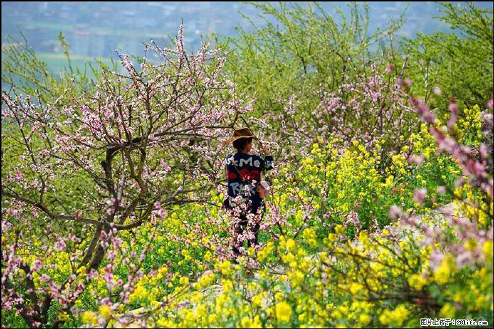 【春天,广西桂林灌阳县向您发出邀请!】望月岭上桃花开 - 游山玩水 - 图木舒克生活社区 - 图木舒克28生活网 tmsk.28life.com