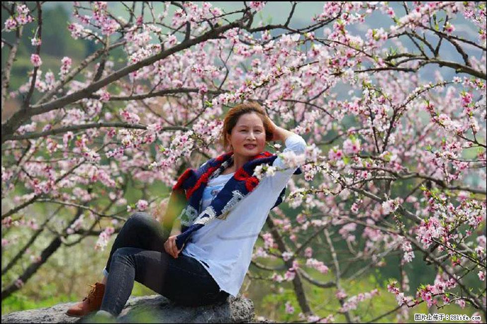 【春天,广西桂林灌阳县向您发出邀请!】望月岭上桃花开 - 游山玩水 - 图木舒克生活社区 - 图木舒克28生活网 tmsk.28life.com