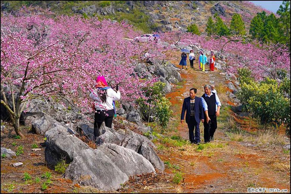 【春天,广西桂林灌阳县向您发出邀请!】望月岭上桃花开 - 游山玩水 - 图木舒克生活社区 - 图木舒克28生活网 tmsk.28life.com