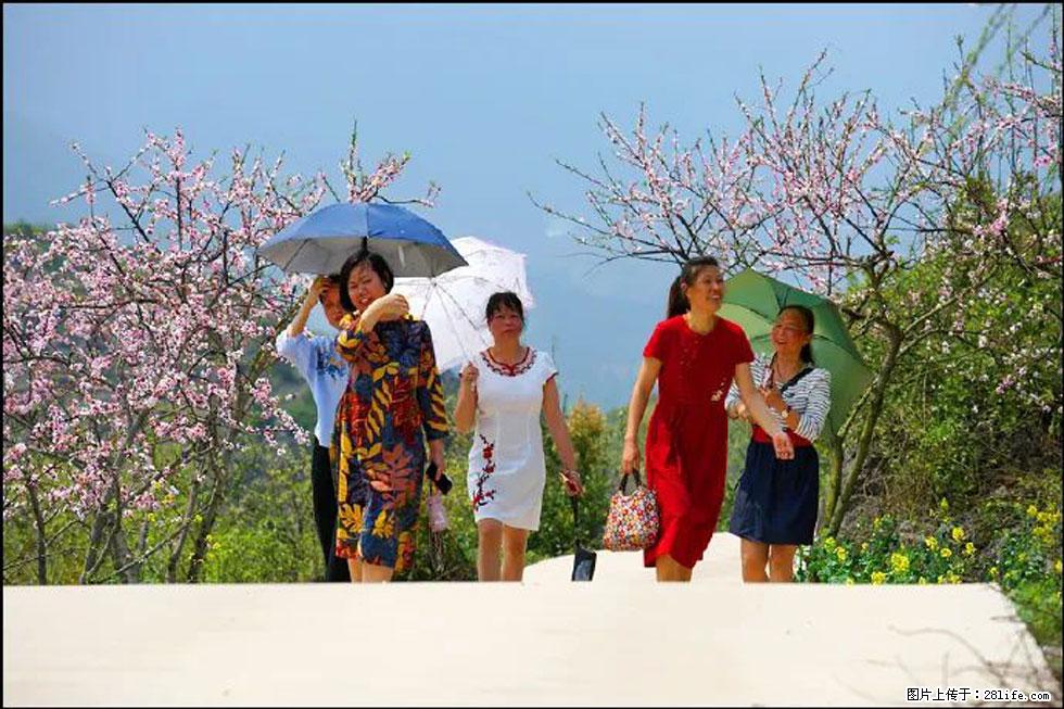 【春天,广西桂林灌阳县向您发出邀请!】望月岭上桃花开 - 游山玩水 - 图木舒克生活社区 - 图木舒克28生活网 tmsk.28life.com