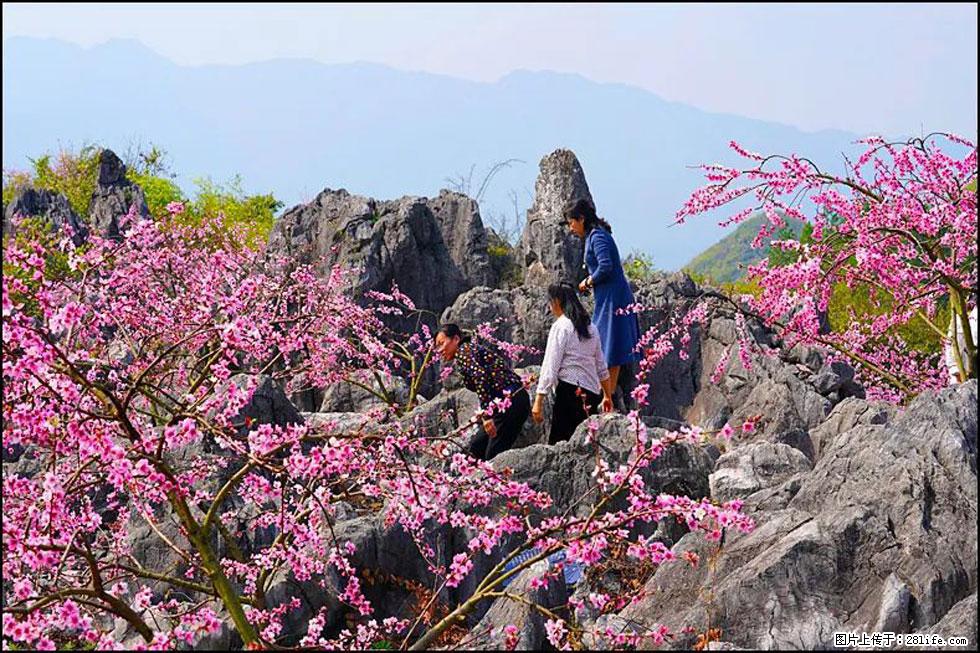 【春天,广西桂林灌阳县向您发出邀请!】望月岭上桃花开 - 游山玩水 - 图木舒克生活社区 - 图木舒克28生活网 tmsk.28life.com