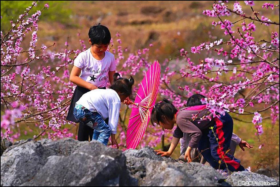 【春天,广西桂林灌阳县向您发出邀请!】望月岭上桃花开 - 游山玩水 - 图木舒克生活社区 - 图木舒克28生活网 tmsk.28life.com