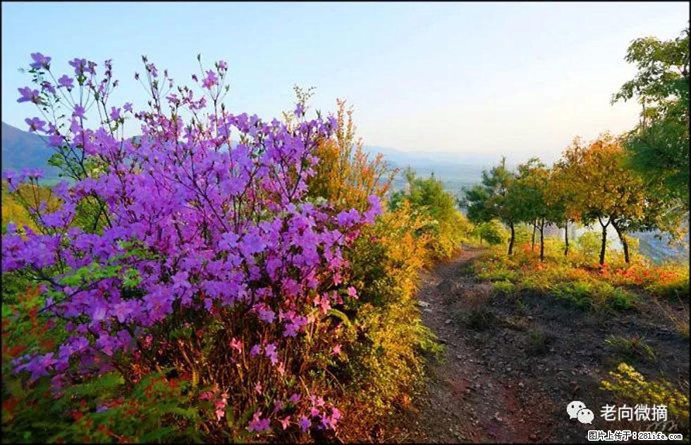 【春天，广西桂林灌阳县向您发出邀请！】登麒麟山，相约映山红 - 游山玩水 - 图木舒克生活社区 - 图木舒克28生活网 tmsk.28life.com
